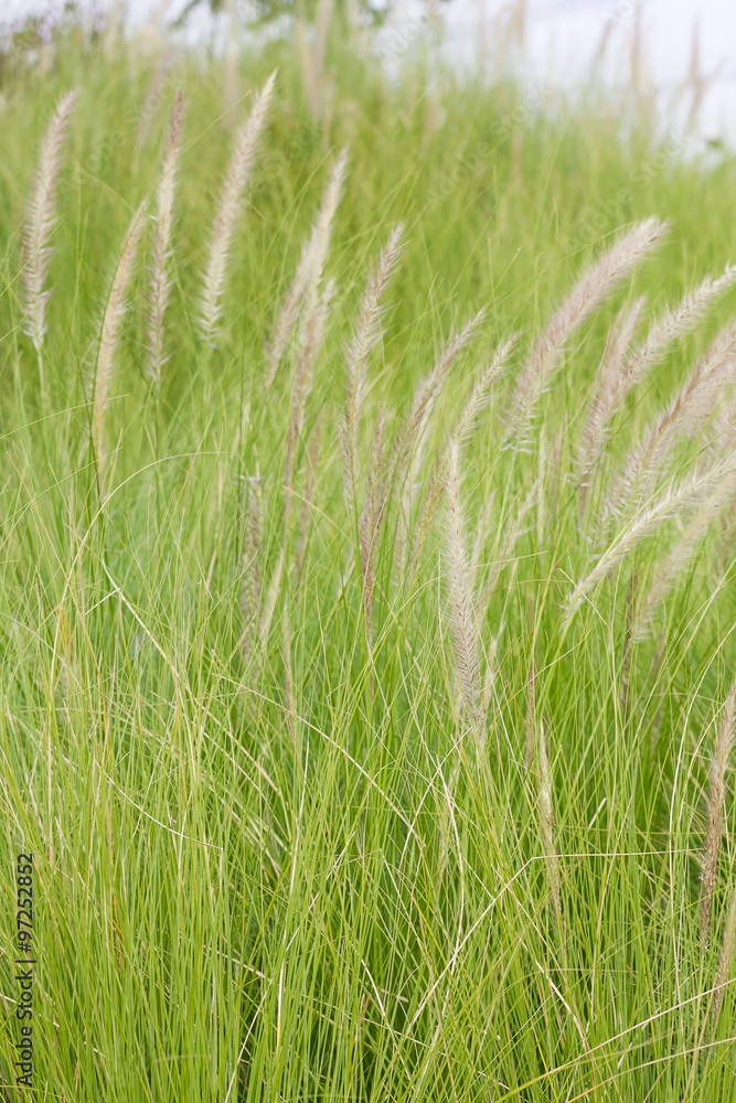 Obraz premium Imperata cylindrica Beauv of Feather grass in nature