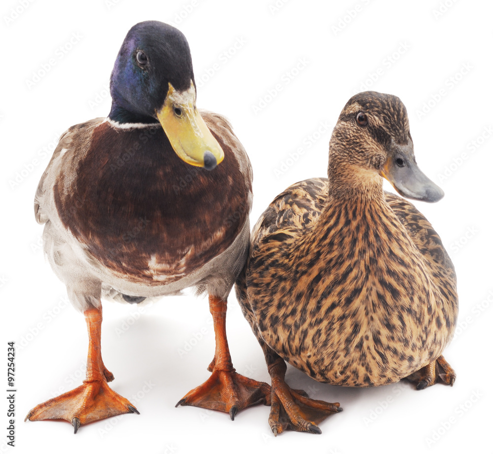 Two wild ducks. Two wild ducks.