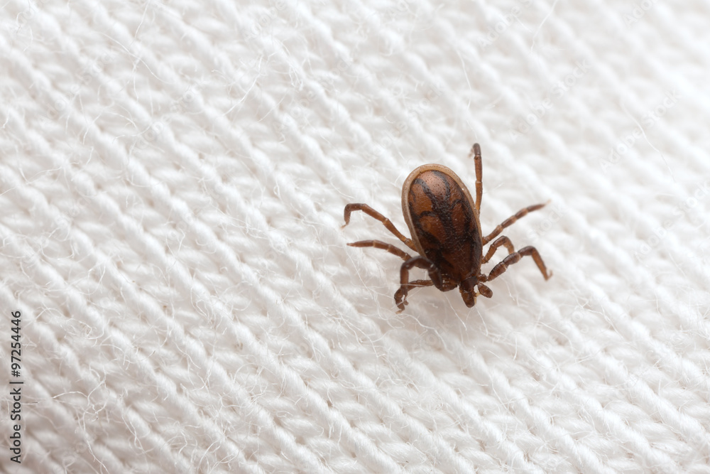 castor-bean-tick-ixodes-ricinus-nymph-on-textile-stock-photo-adobe-stock