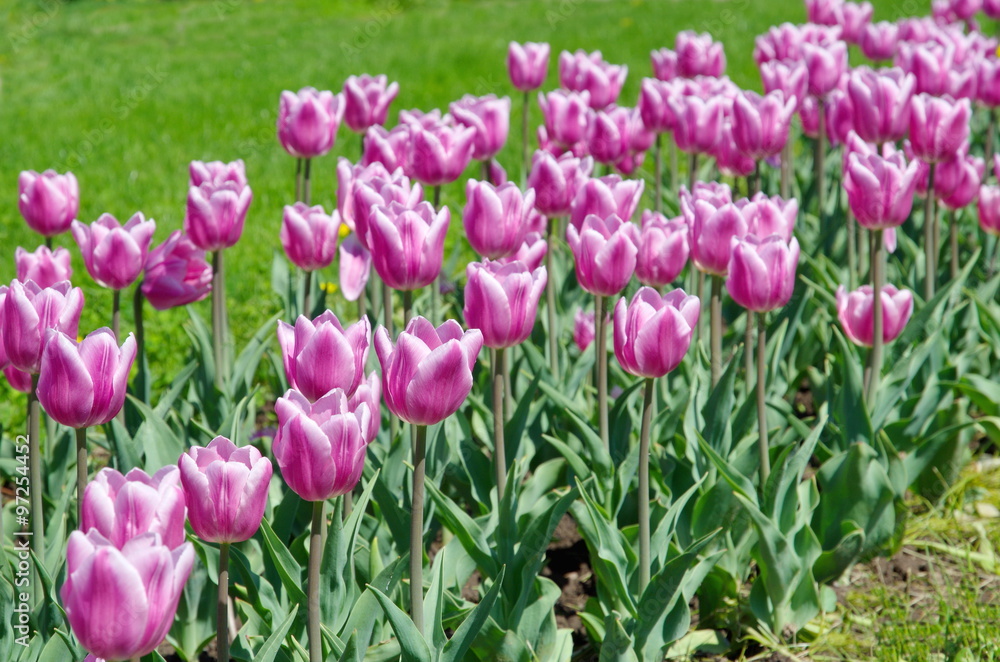 Fototapeta premium Pink tulips on the flowerbed