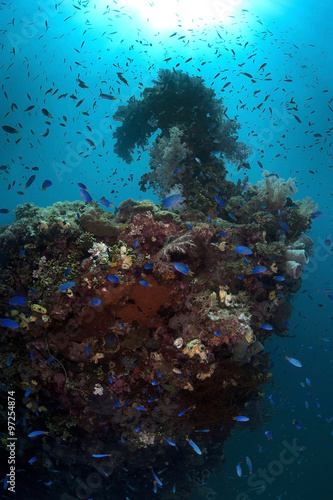 Colorful reef. Wreck ship become reef ufter 60 years underwater. 
