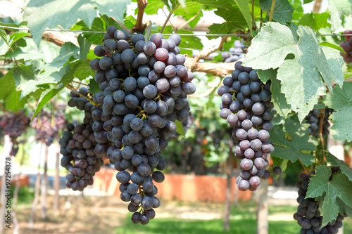 red wine grapes hang from a vine