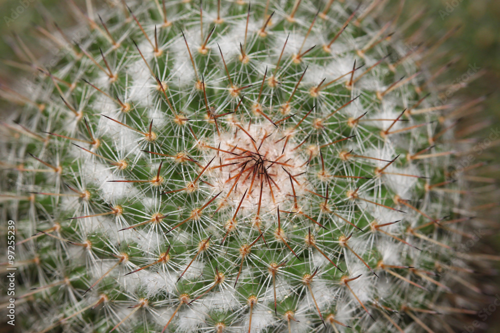 Close up of cactus texture background Close up of cactus texture background