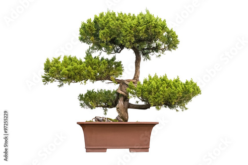 bonsai tree of chinese juniper