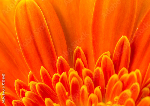 Orange gerbera flower for background.
