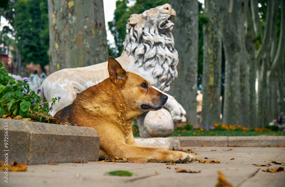 Naklejka premium A ginger dog rests near the statue of a lion in Gulhane park. Is