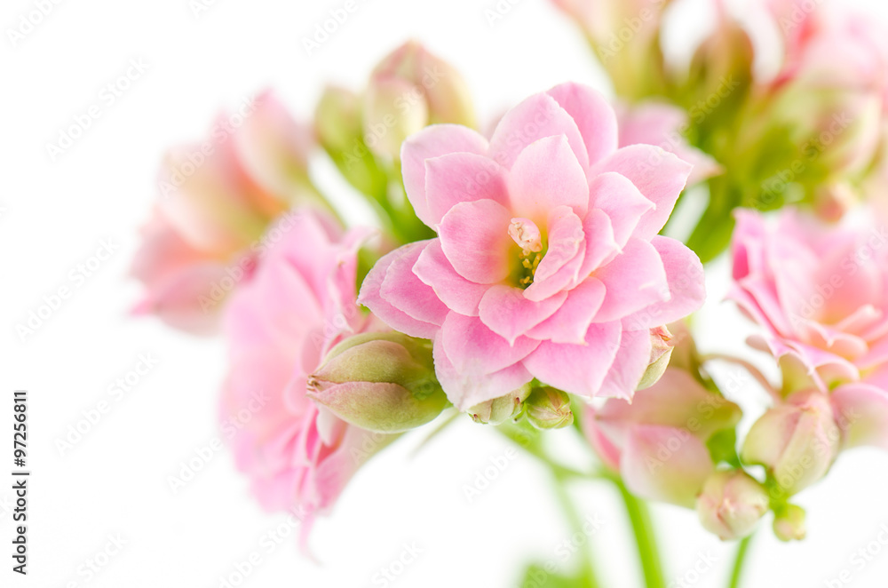 Pink flowers on white background, Kalanchoe blossfeldiana. Pink flowers on white background, Kalanchoe blossfeldiana.
