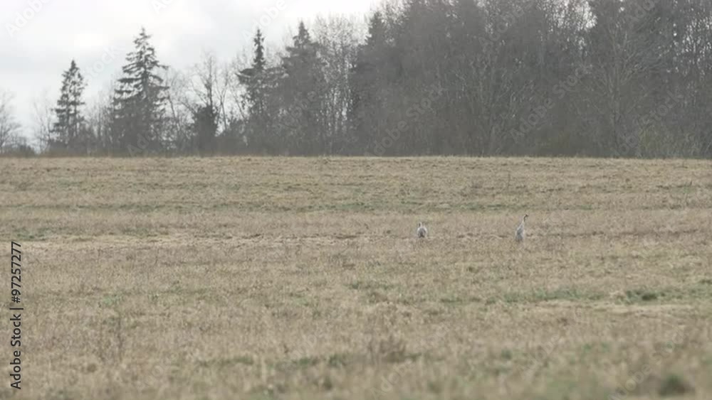 Couple of common cranes search for food on a grey field during winter Couple of common cranes search for food on a grey field during winter