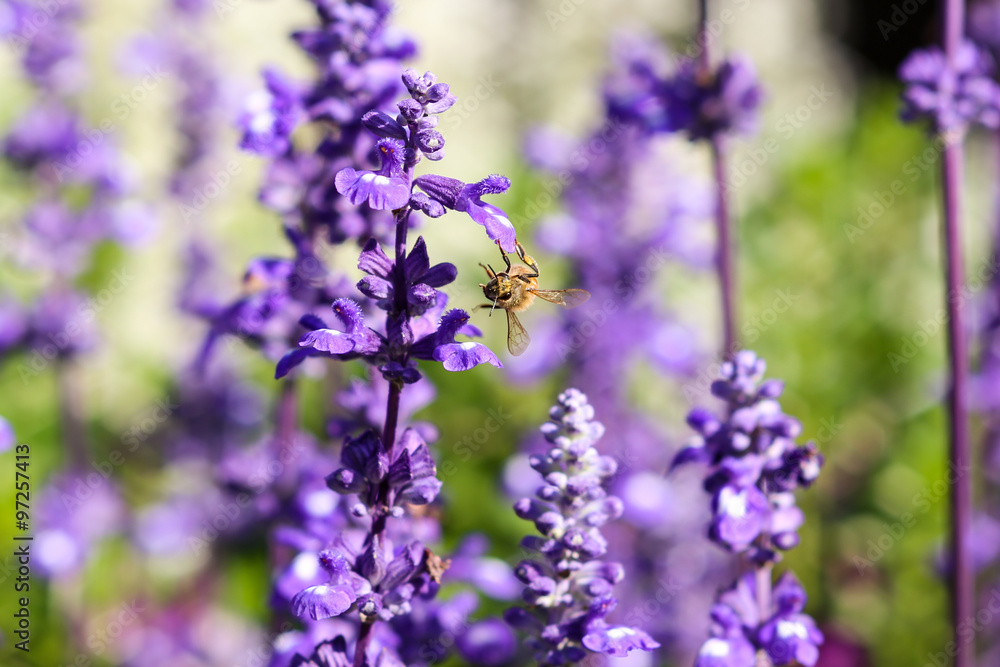 Lavender and bee