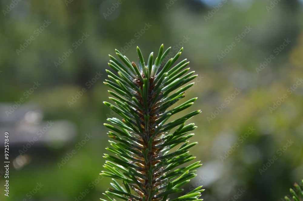 Needles on end of branch of spruce tree Needles on end of branch of spruce tree
