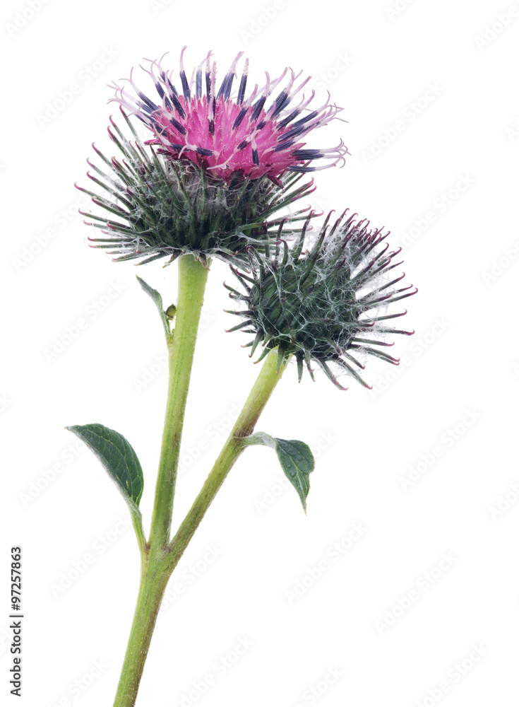 burdock bloom and bud isolated on white
