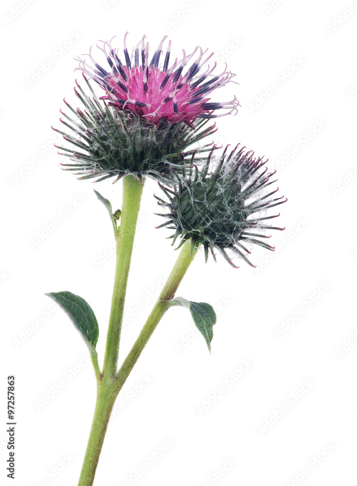 burdock bloom and bud isolated on white burdock bloom and bud isolated on white