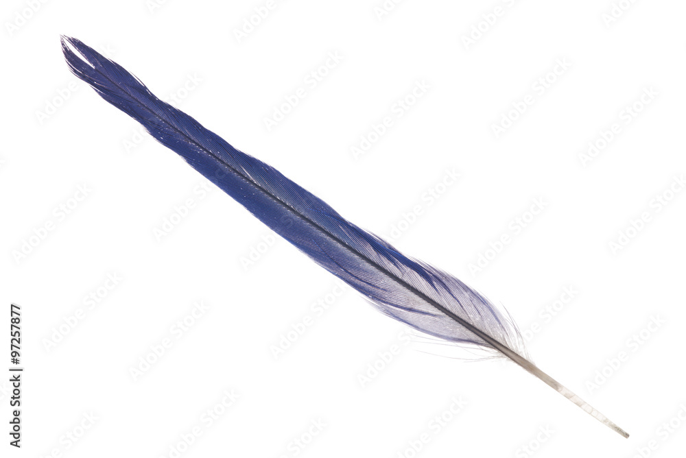 Naklejka premium blue tail parrot feather isolated on white