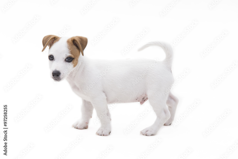 Cute jack russel terrier puppy play on a white background. Cute jack russel terrier puppy play on a white background.