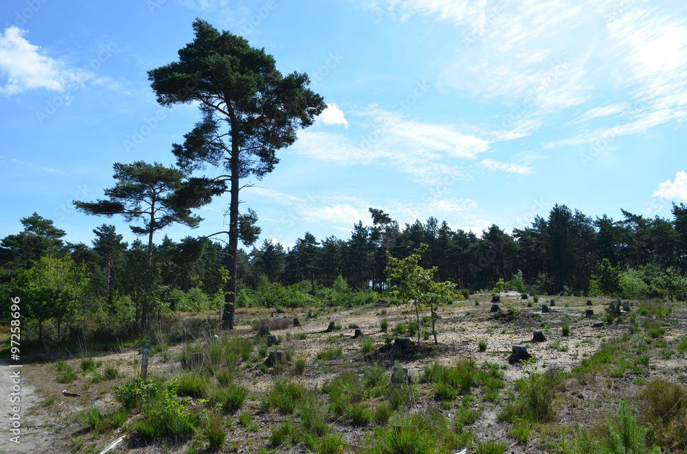 Pine forest clearing in heathland Pine forest clearing in heathland