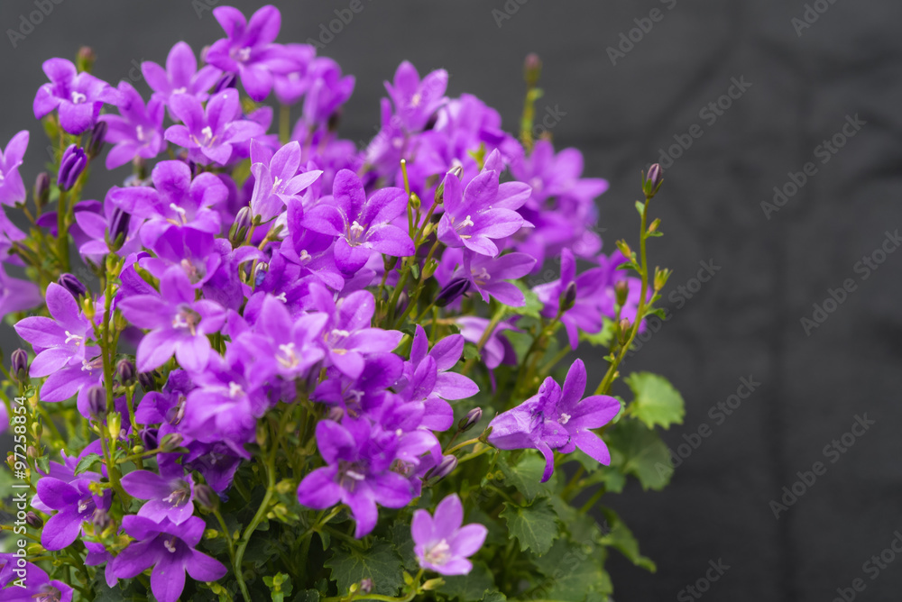 Close up of purple Campanula Portenschlagiana flowers on dark background Close up of purple Campanula Portenschlagiana flowers on dark background