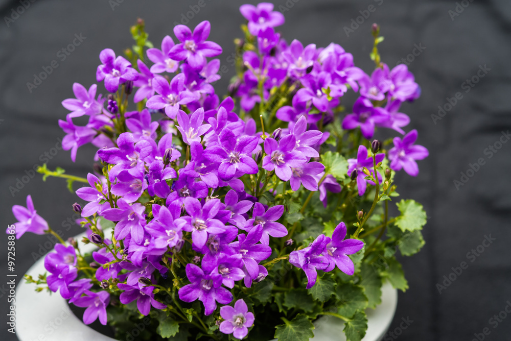 Fototapeta premium Close up of purple Campanula Portenschlagiana flowers on dark background