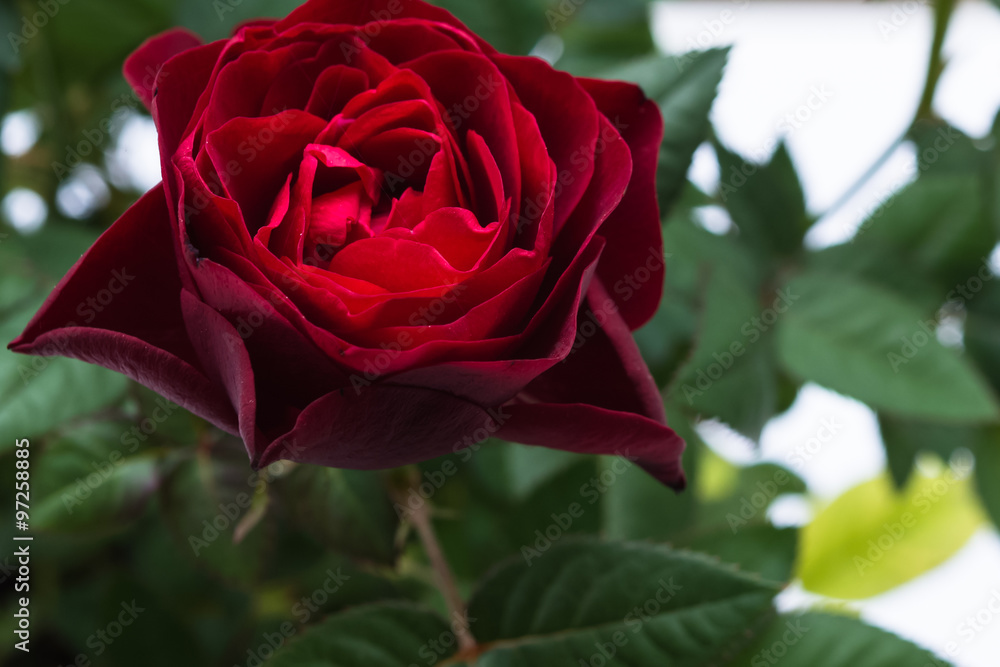 Naklejka premium Aromatic red roses bouquet, queen of flowers symbol for eternity love