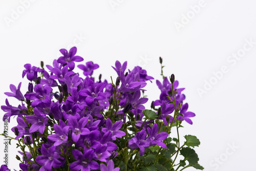 Fototapeta Naklejka Na Ścianę i Meble -  Aerial view potted purple Campanula Portenschlagiana flowers on white background