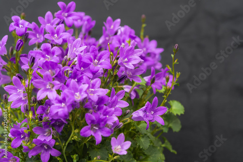 Close up of purple Campanula Portenschlagiana flowers on dark background