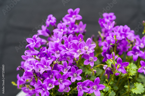 Close up of purple Campanula Portenschlagiana flowers on dark background