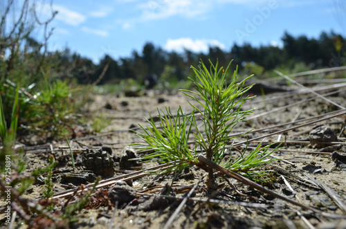 Pine seedling in pine forest clearing in heathland
