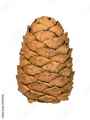 Cedar cone isolated on white background photo