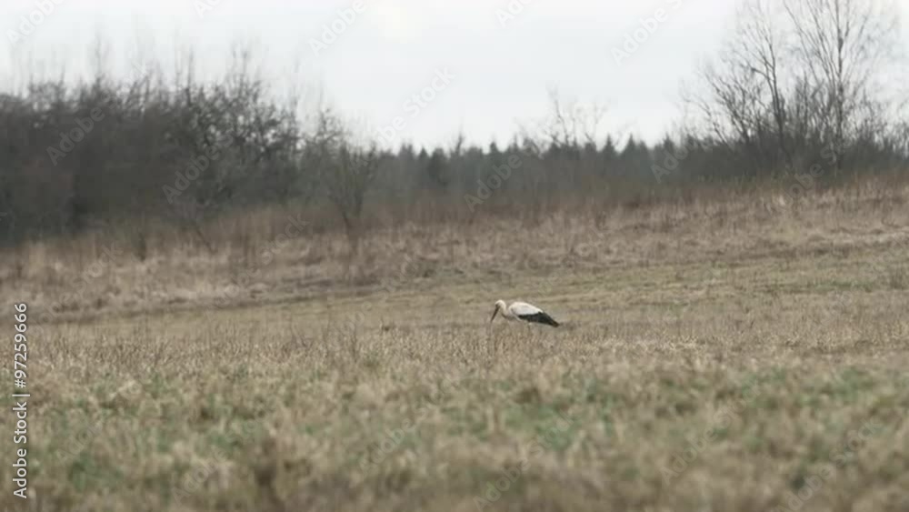 Single white stork walking on a grey field in search of food Single white stork walking on a grey field in search of food