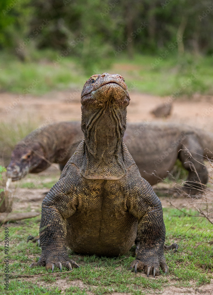 Obraz premium Komodo dragon is on the ground. Interesting perspective. The low point shooting. Indonesia. Komodo National Park. An excellent illustration.