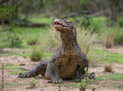 Komodo dragon is on the ground. Interesting perspective. The low point shooting. Indonesia. Komodo National Park. An excellent illustration. © gudkovandrey
