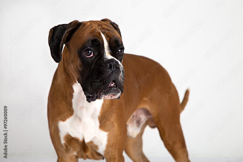 Fawn-colored Boxer