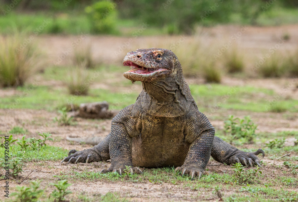 Fototapeta premium Komodo dragon is on the ground. Interesting perspective. The low point shooting. Indonesia. Komodo National Park. An excellent illustration.