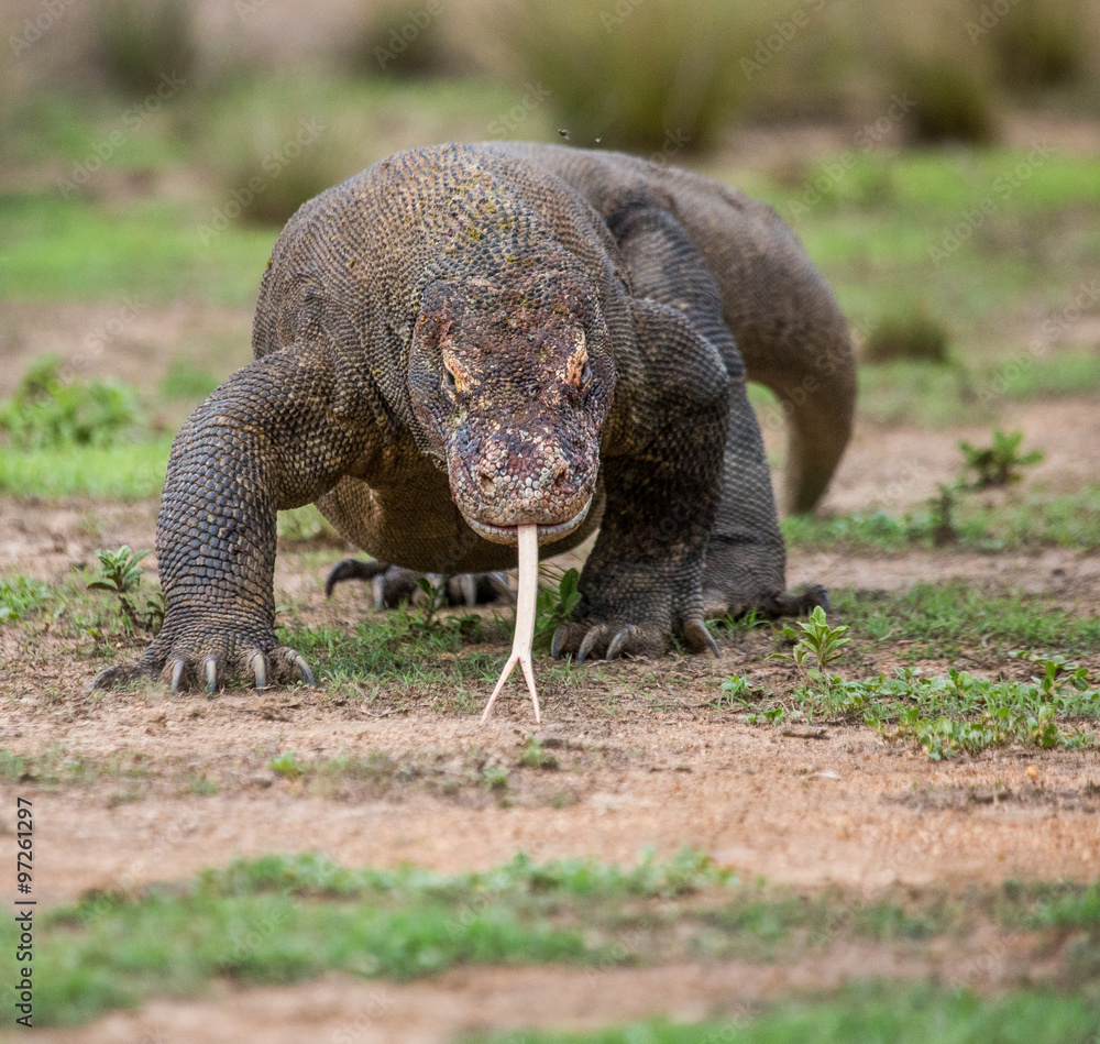 Obraz premium Komodo dragon is on the ground. Interesting perspective. The low point shooting. Indonesia. Komodo National Park. An excellent illustration.