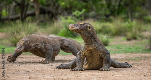 Komodo dragon is on the ground. Interesting perspective. The low point shooting. Indonesia. Komodo National Park. An excellent illustration.