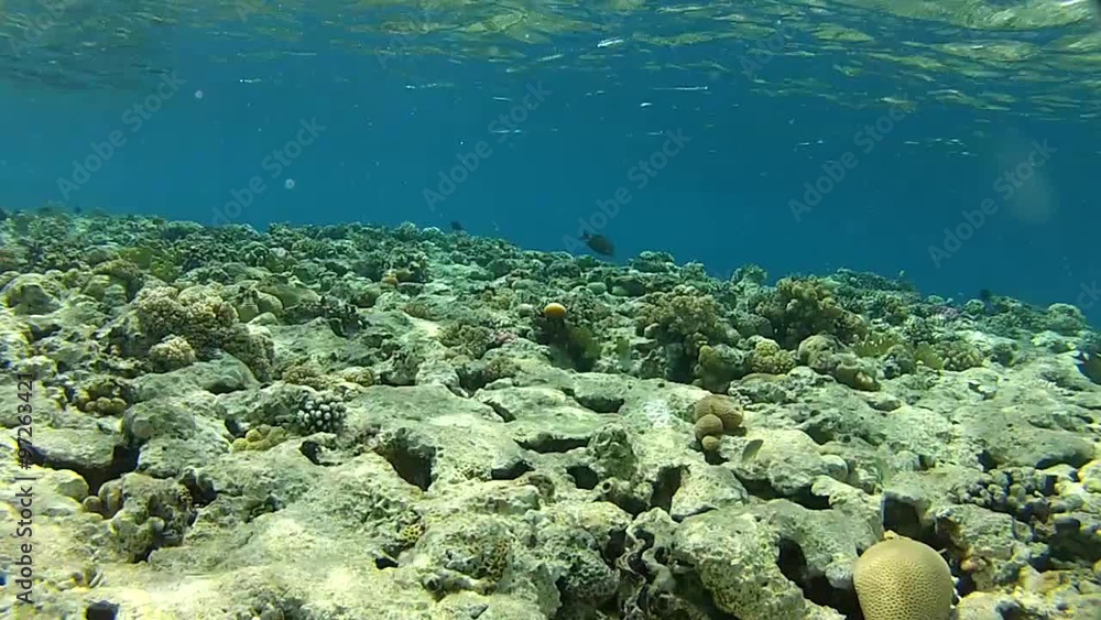 Underwater quest, Filming was carried out on the coral shelf of the red