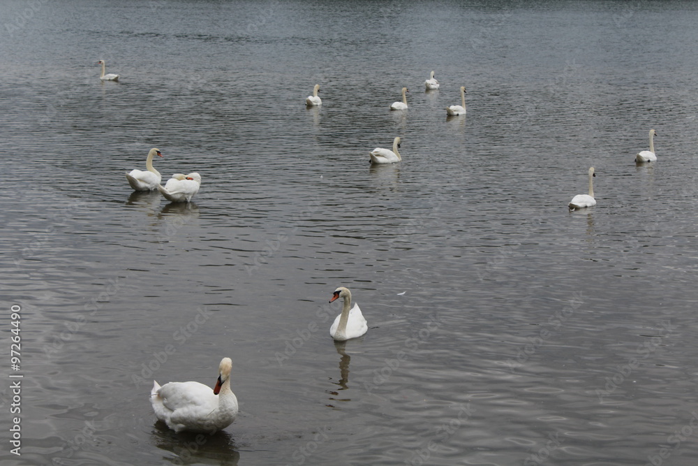 Gruppe von weißen Schwänen auf dem Wasser Gruppe von weißen Schwänen auf dem Wasser