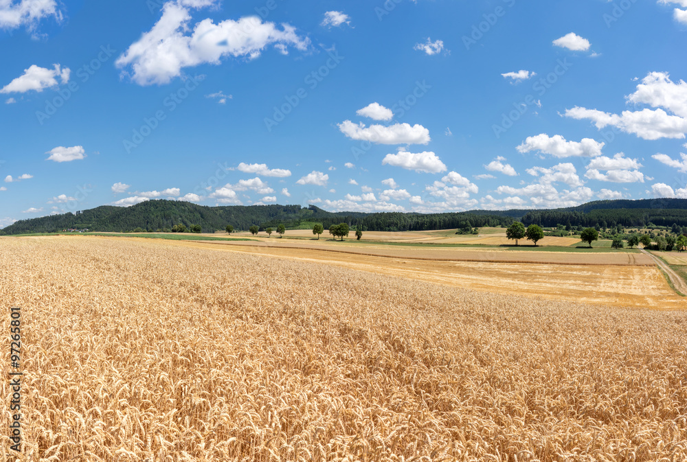 Feld mit reifem Weizen in ländlicher Landschaft Feld mit reifem Weizen in ländlicher Landschaft