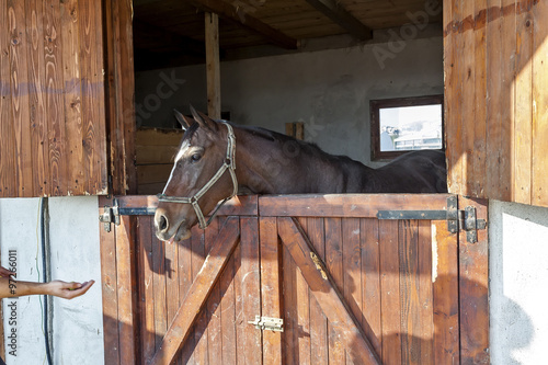 English thoroughbred racehorse in box 03 photo