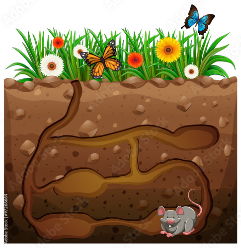 Rat hole under the garden