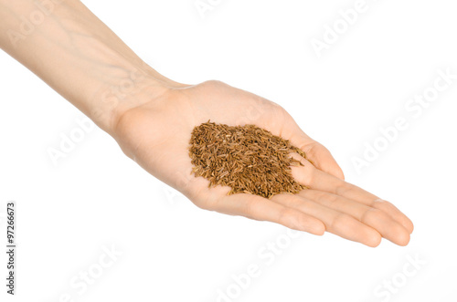 Spices and cooking theme: man's hand holding a bunch of dried cumin isolated on a white background in studio