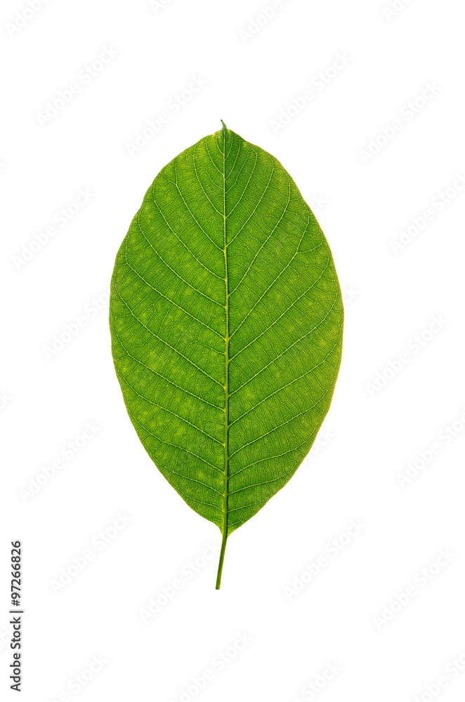 walnut leaf isolated on white background walnut leaf isolated on white background