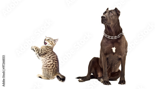 Fototapeta Naklejka Na Ścianę i Meble -  Staffordshire Terrier and funny kitten Scottish Straight