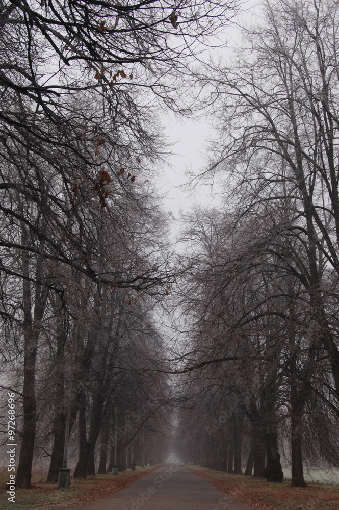 Trees and branches in dark fog. Autumn. Path leads in autumn foggy park Trees and branches in dark fog. Autumn. Path leads in autumn foggy park