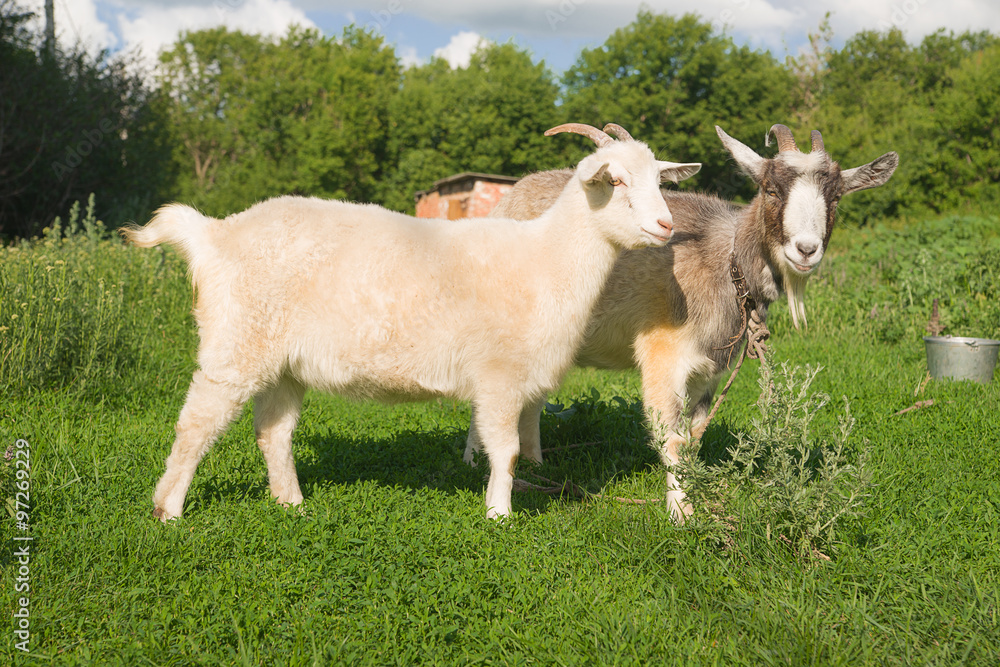 Fototapeta premium Goat and kid on the green grass
