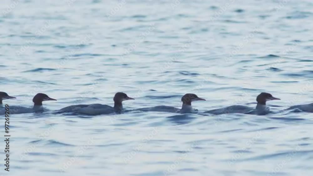 Group of ducks swimming in linear formation Group of ducks swimming in linear formation