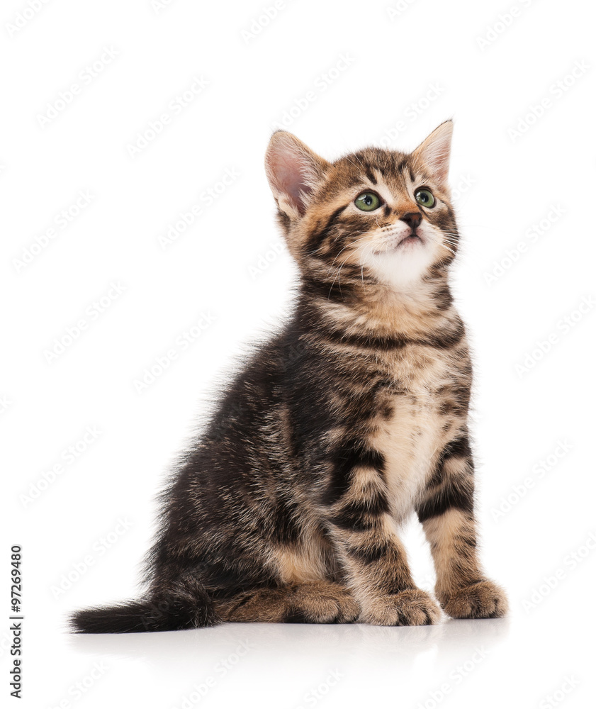 Obraz premium Cute siberian kitten