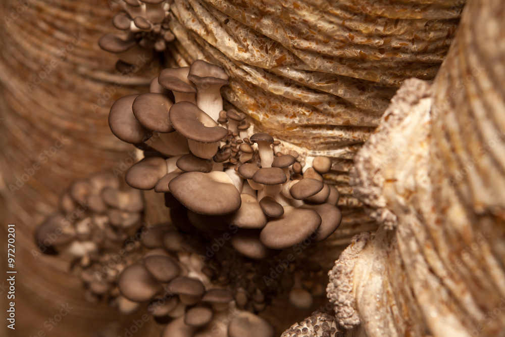 oyster mushrooms grow on a mushroom farm