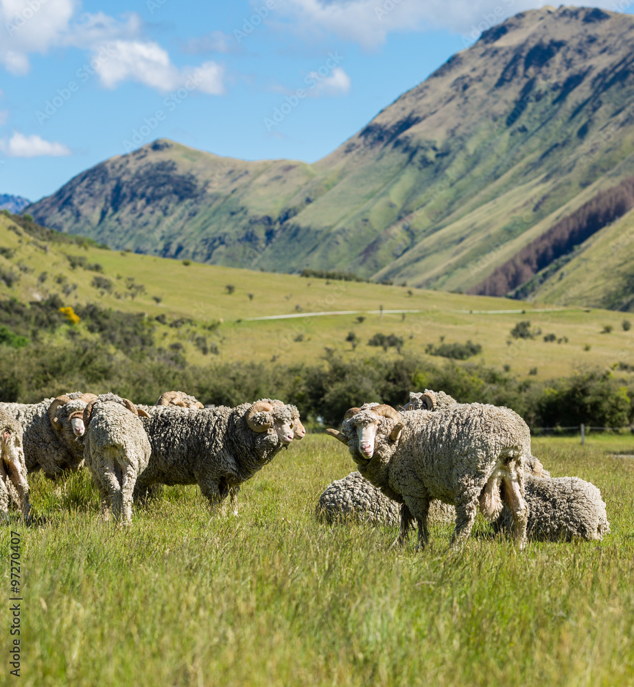 Obraz premium Merino sheep