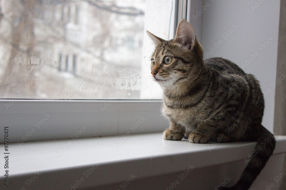 the cat looks out the window at birds, falling snow and sad