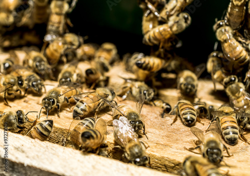 Macro shot of bees